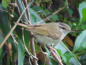 Sakhalin Leaf Warbler Mishima Island Sun, 4/28/2024