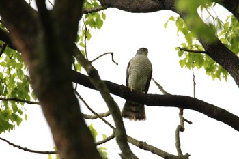 ツミ 千葉県立行田公園 2024年5月2日(木)