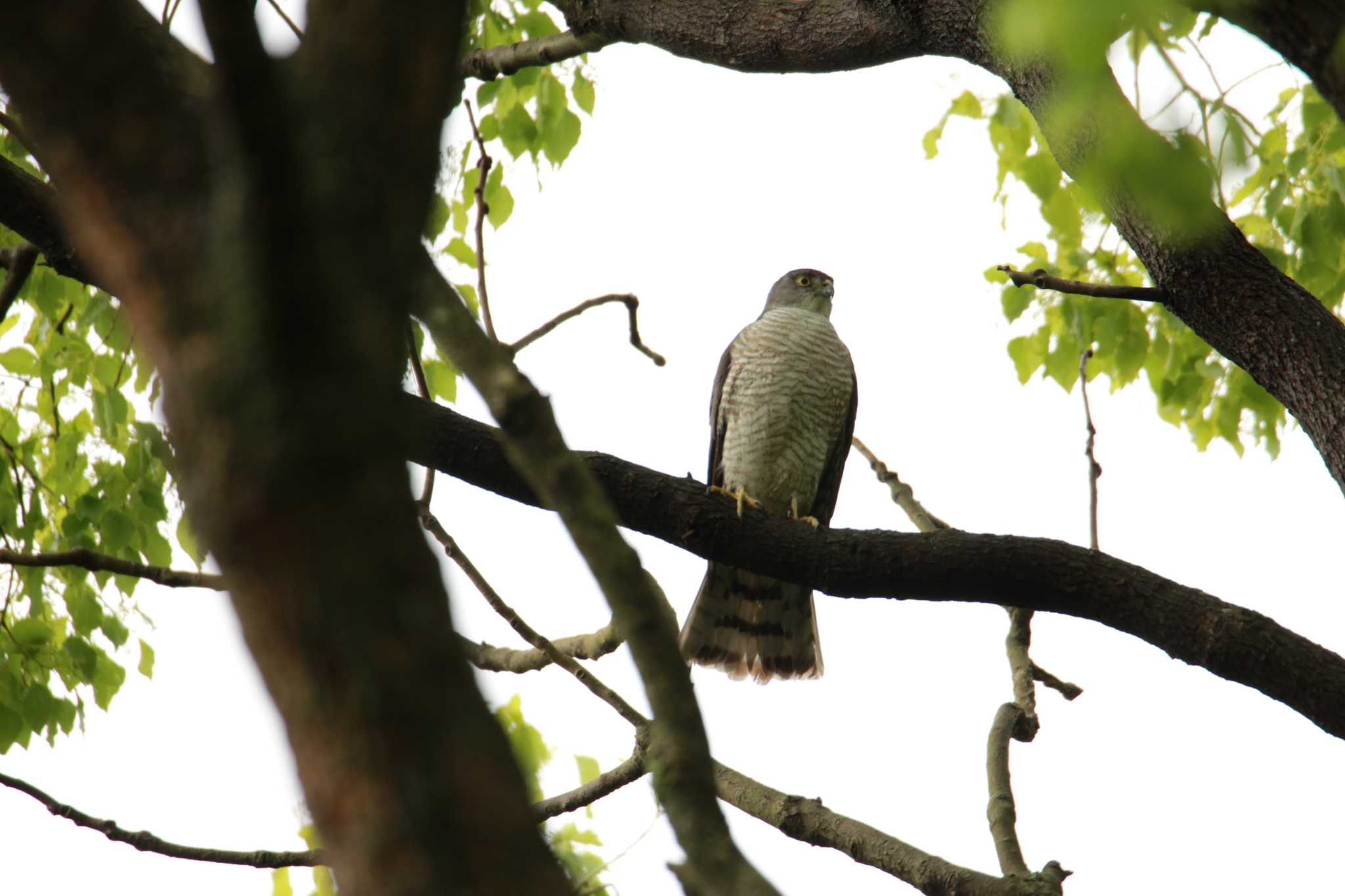 Photo of Japanese Sparrowhawk at 千葉県立行田公園 by ちえぞう