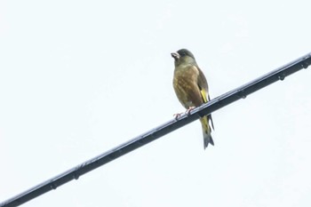 Grey-capped Greenfinch 長野県上伊那 Sat, 4/27/2024