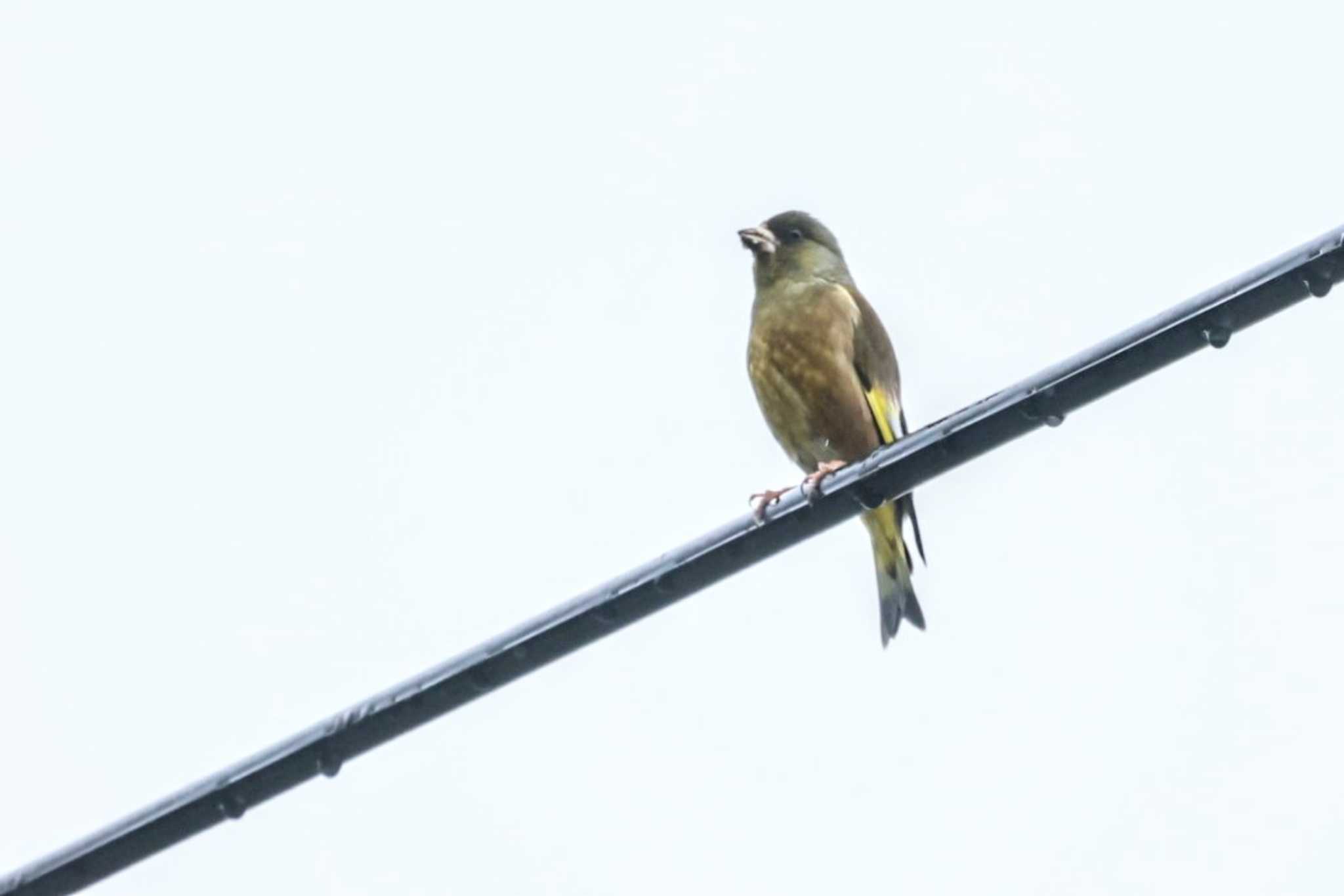 Grey-capped Greenfinch