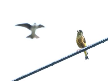 カワラヒワ 長野県上伊那 2024年4月27日(土)