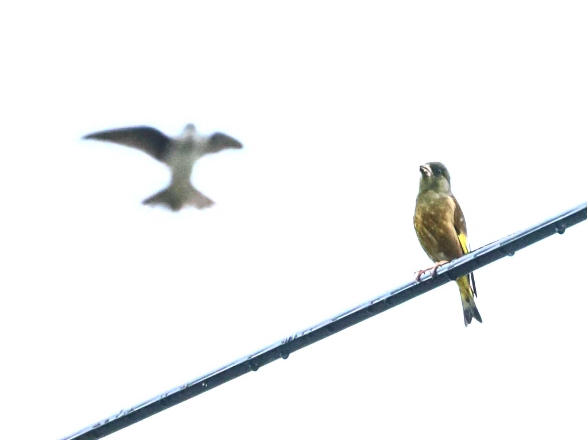 Grey-capped Greenfinch