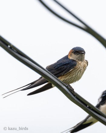 Red-rumped Swallow 鹿児島 Wed, 5/1/2024