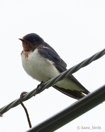 Barn Swallow 鹿児島 Wed, 5/1/2024