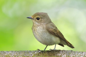 Narcissus Flycatcher 権現山(弘法山公園) Thu, 5/2/2024