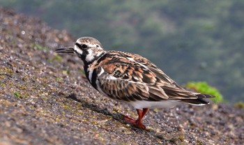 キョウジョシギ 御前崎海岸 2024年5月2日(木)