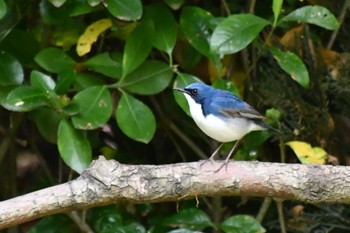 Siberian Blue Robin Osaka castle park Thu, 5/2/2024