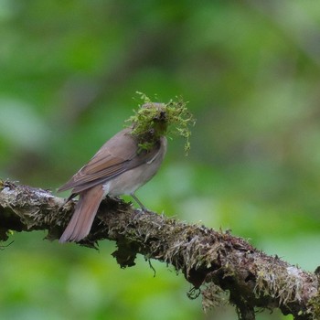 Blue-and-white Flycatcher 裏高尾 Sat, 4/27/2024