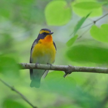 Narcissus Flycatcher 裏高尾 Sat, 4/27/2024