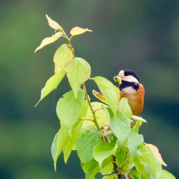 Varied Tit 裏高尾 Sat, 4/27/2024