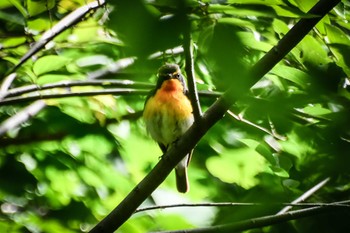 Narcissus Flycatcher Osaka castle park Thu, 5/2/2024