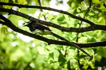 Black Paradise Flycatcher Osaka castle park Thu, 5/2/2024