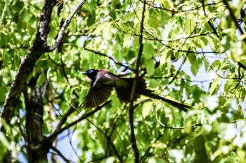 Black Paradise Flycatcher Osaka castle park Thu, 5/2/2024