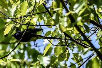 Black Paradise Flycatcher Osaka castle park Thu, 5/2/2024