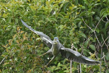 Striated Heron Unknown Spots Mon, 4/29/2024