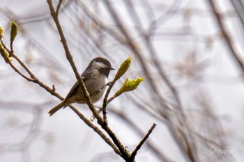 Coal Tit 大蔵高丸 Thu, 5/2/2024