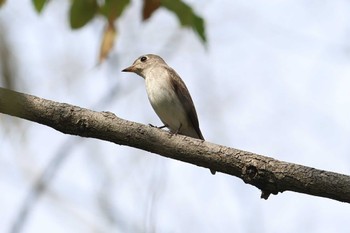 Asian Brown Flycatcher Osaka castle park Sun, 3/31/2024