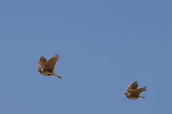 Eurasian Skylark Unknown Spots Thu, 5/2/2024