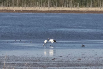 Red-crowned Crane Unknown Spots Thu, 5/2/2024