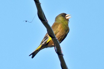 Grey-capped Greenfinch 愛媛県 Thu, 5/2/2024