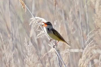 Oriental Reed Warbler 愛媛県 Thu, 5/2/2024