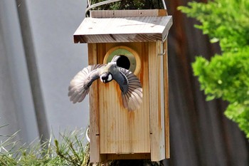 Japanese Tit 愛媛県 Thu, 5/2/2024