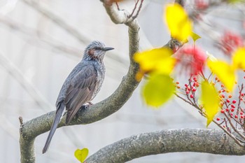 Brown-eared Bulbul 播磨町役場 Sun, 3/31/2024