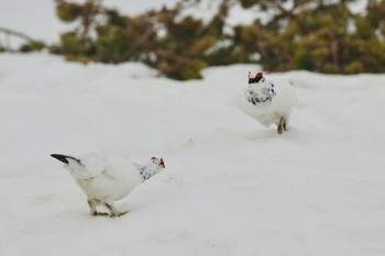 Rock Ptarmigan Unknown Spots Mon, 4/22/2024