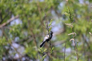 シジュウカラ 札幌モエレ沼公園 2024年5月2日(木)