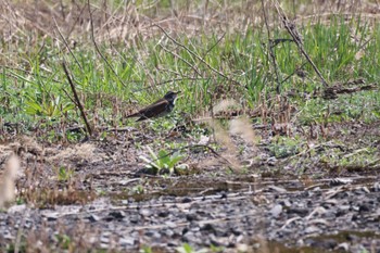 Dusky Thrush 札幌モエレ沼公園 Thu, 5/2/2024