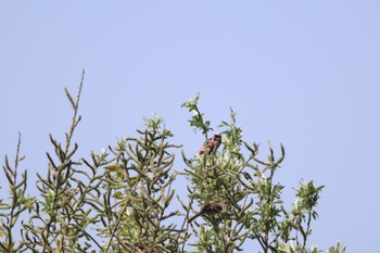 Siberian Long-tailed Rosefinch 札幌モエレ沼公園 Thu, 5/2/2024