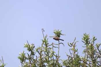 Siberian Long-tailed Rosefinch 札幌モエレ沼公園 Thu, 5/2/2024