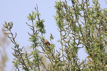 Siberian Long-tailed Rosefinch 札幌モエレ沼公園 Thu, 5/2/2024