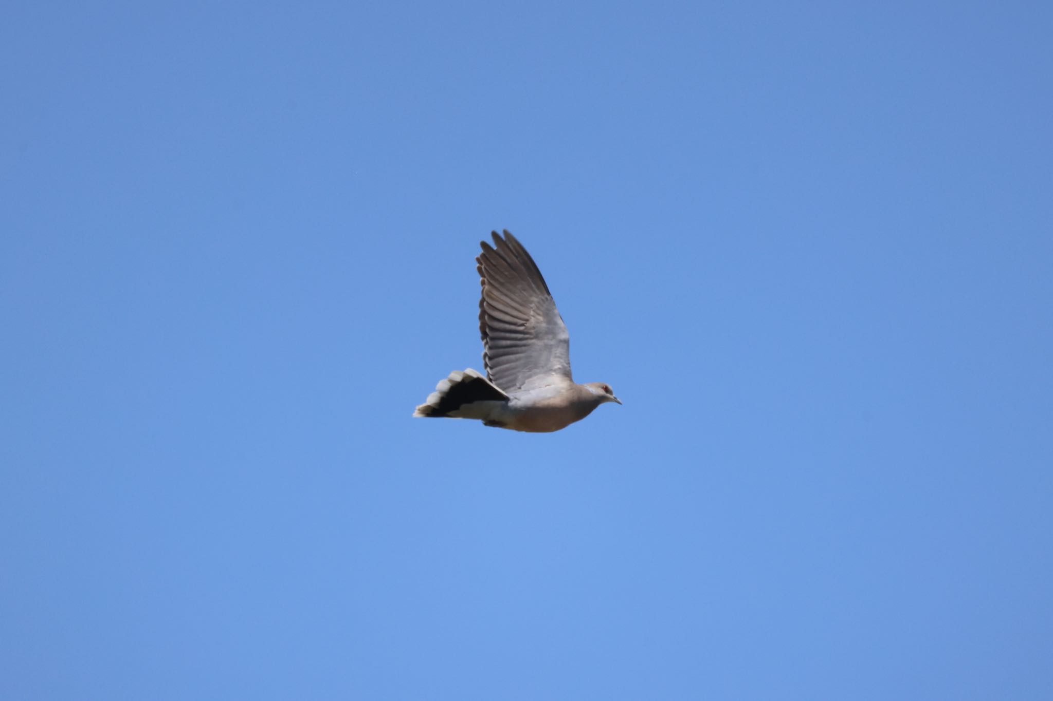 Oriental Turtle Dove