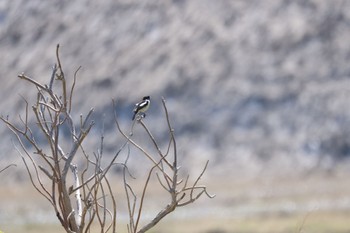 Amur Stonechat 札幌モエレ沼公園 Thu, 5/2/2024