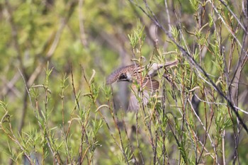 Common Reed Bunting 札幌モエレ沼公園 Thu, 5/2/2024