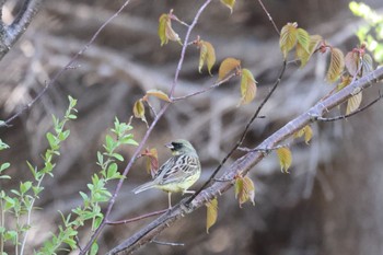 Masked Bunting 札幌モエレ沼公園 Thu, 5/2/2024