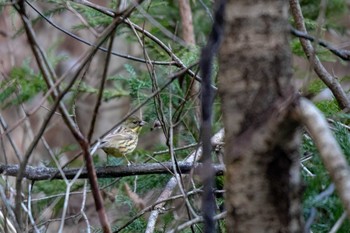 2019年1月2日(水) 志津川正鵠の森の野鳥観察記録