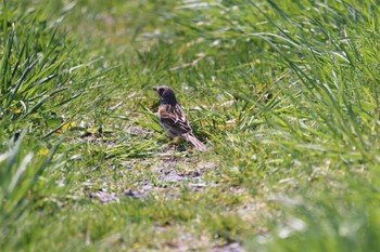 Chestnut-eared Bunting 札幌モエレ沼公園 Thu, 5/2/2024