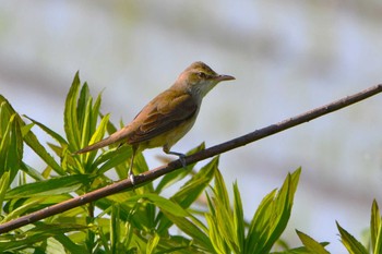 Oriental Reed Warbler 室岡田圃 Thu, 5/2/2024