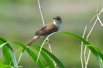 Oriental Reed Warbler 室岡田圃 Thu, 5/2/2024