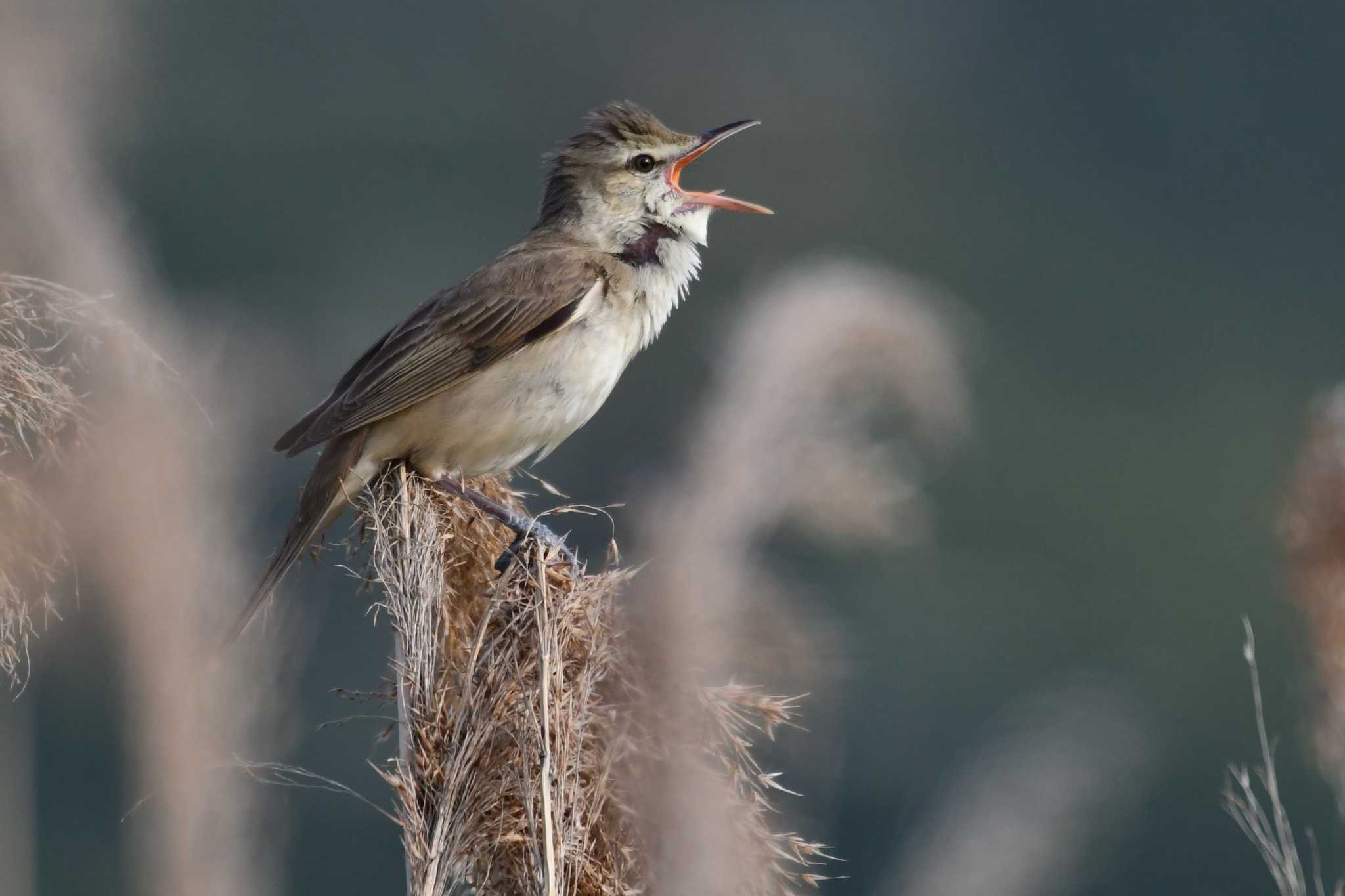 Photo of Oriental Reed Warbler at 愛媛県新居浜市 by でみこ