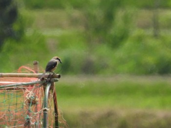 Bull-headed Shrike 三重県名張市 Thu, 5/2/2024