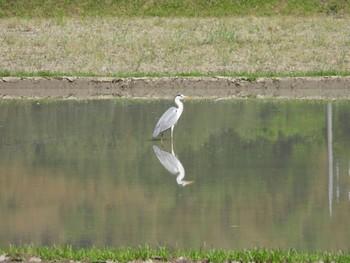 Grey Heron 三重県名張市 Fri, 5/3/2024