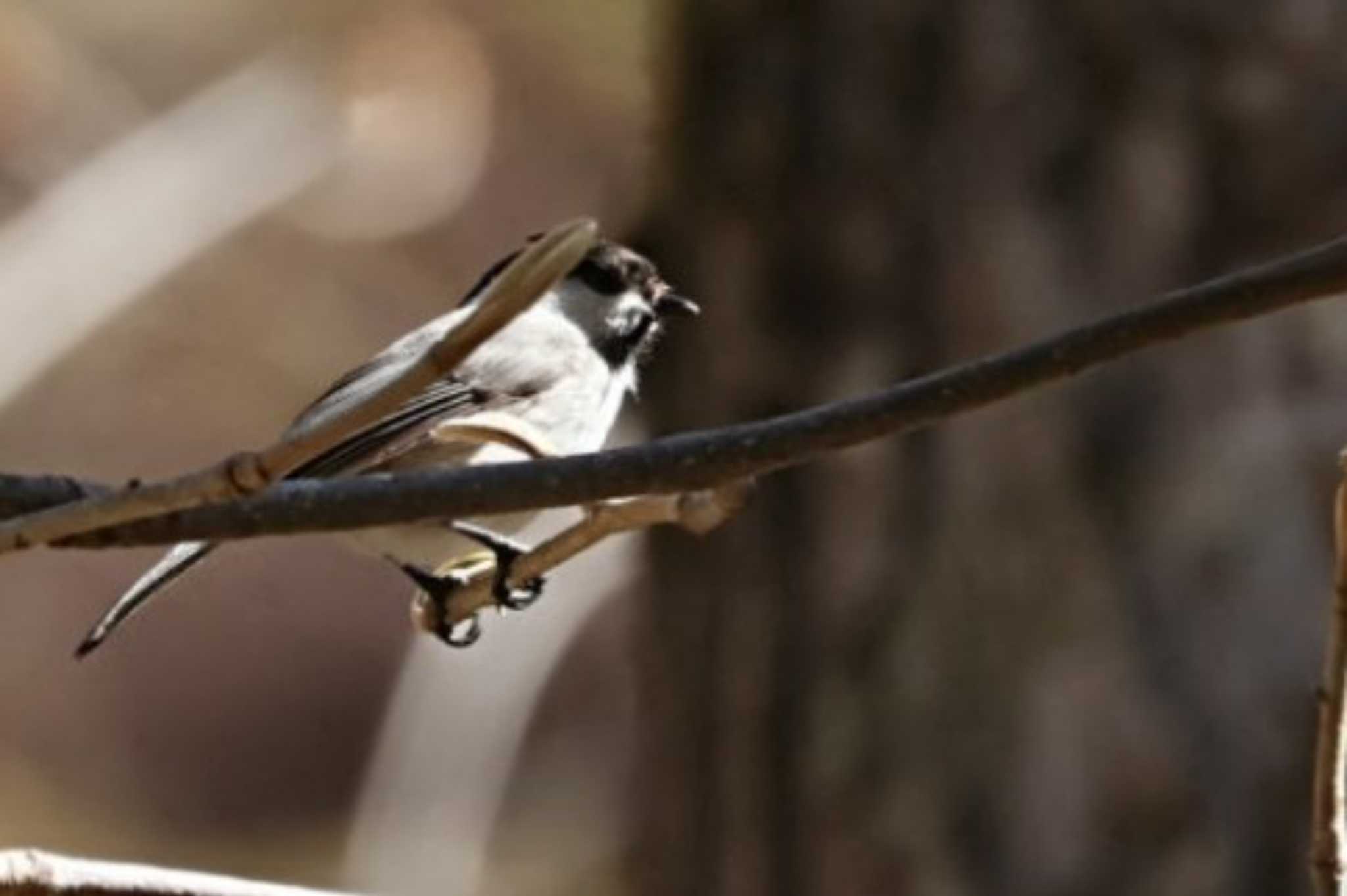 Willow Tit