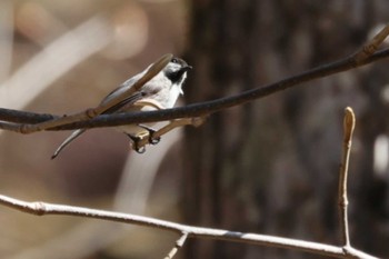 Willow Tit 長野県南佐久郡 Sun, 4/28/2024