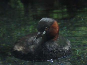 カイツブリ 鹿沼公園 撮影日未設定