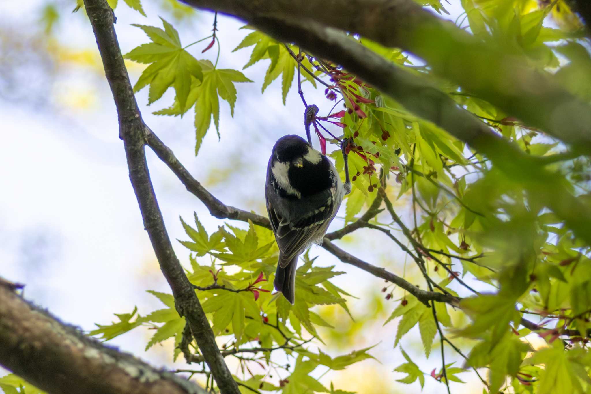 Photo of Coal Tit at 雲場池 by ちゃま