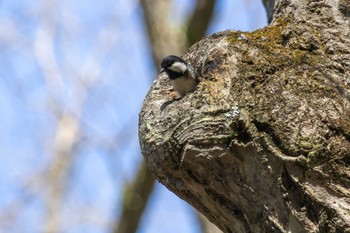 Coal Tit Karuizawa wild bird forest Sun, 4/28/2024